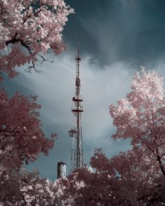 Photograph of a radio tower in the center of cherry blossom trees.